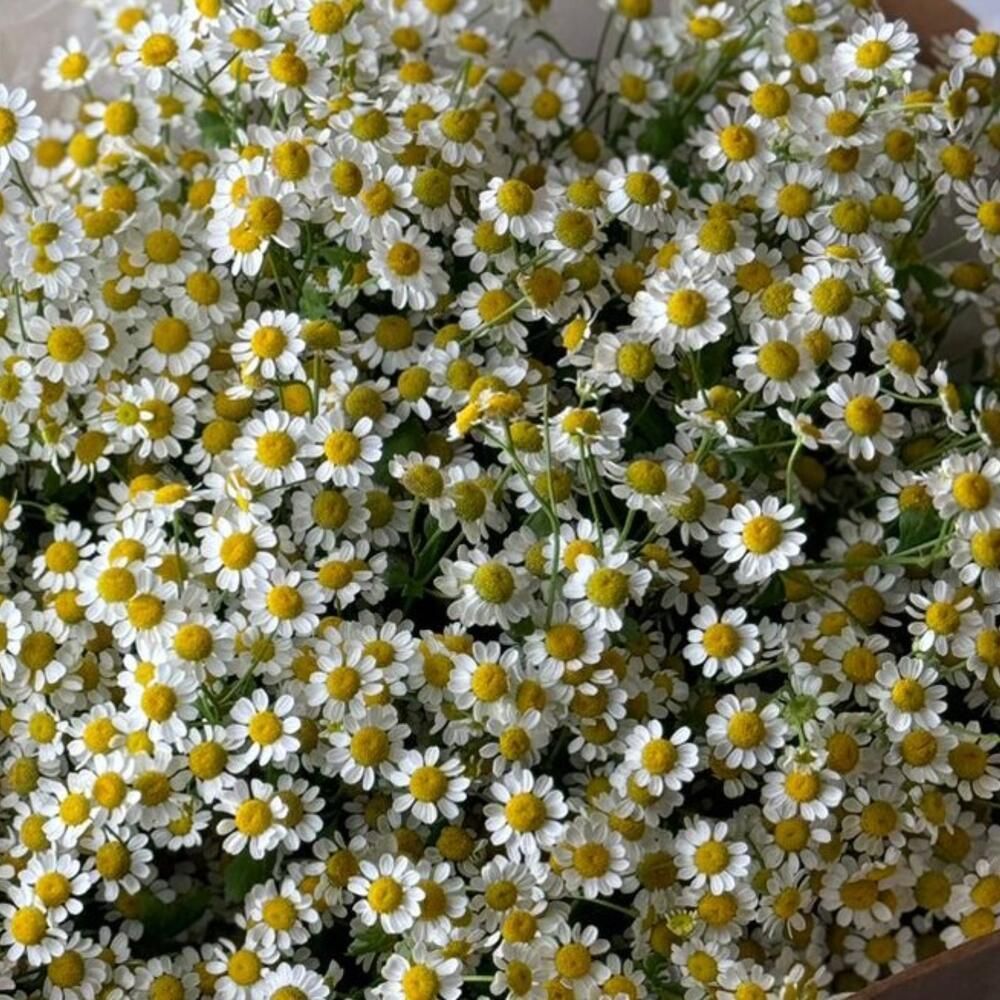 Buchet delicat de Matricaria 2