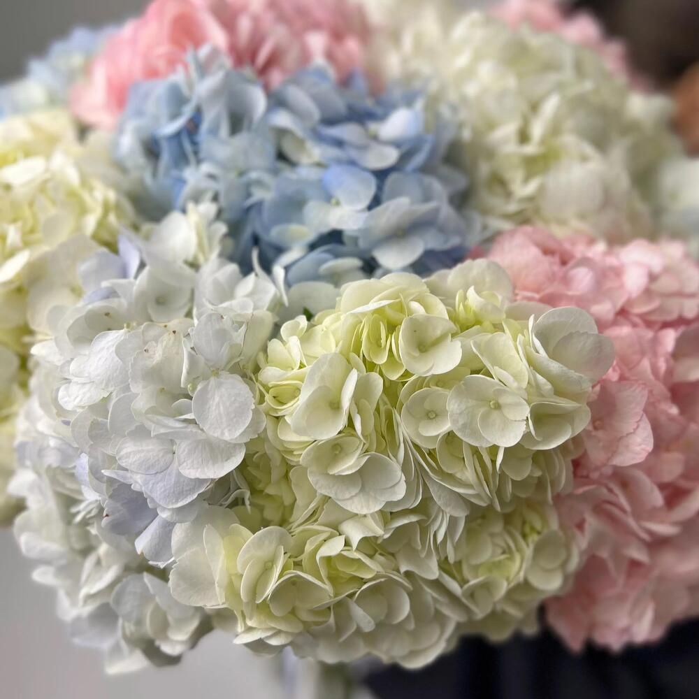 Buchet din 11 hortensii columbiene multicolore 2