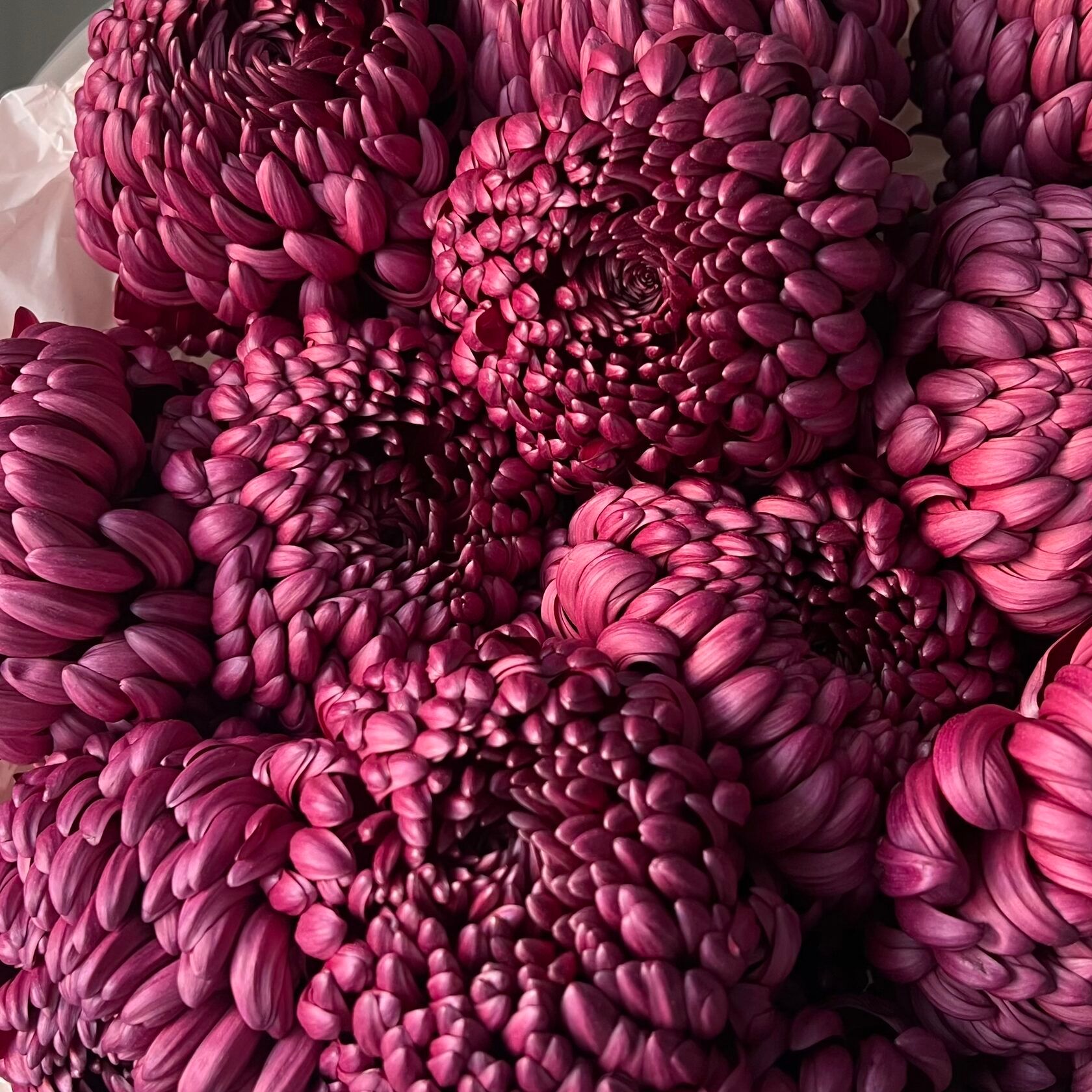 Mono bouquet of 15 Bigoudi Chrysanthemums 2