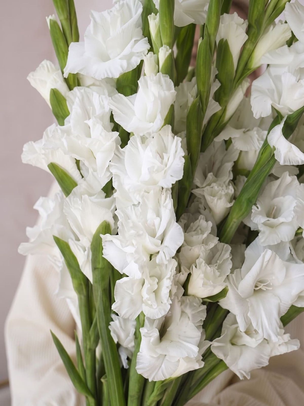 Buchet din 15 gladiole albe 2