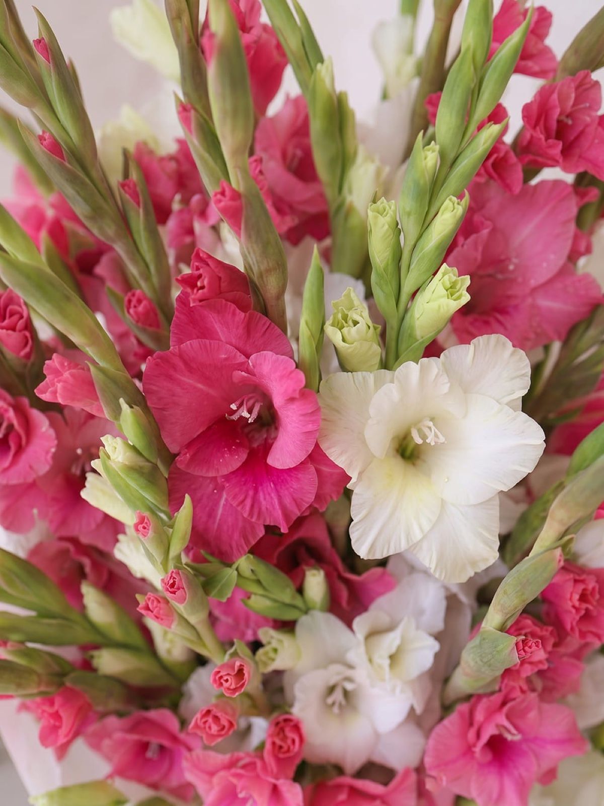 Buchet din 21 de gladiole roz-alb 2