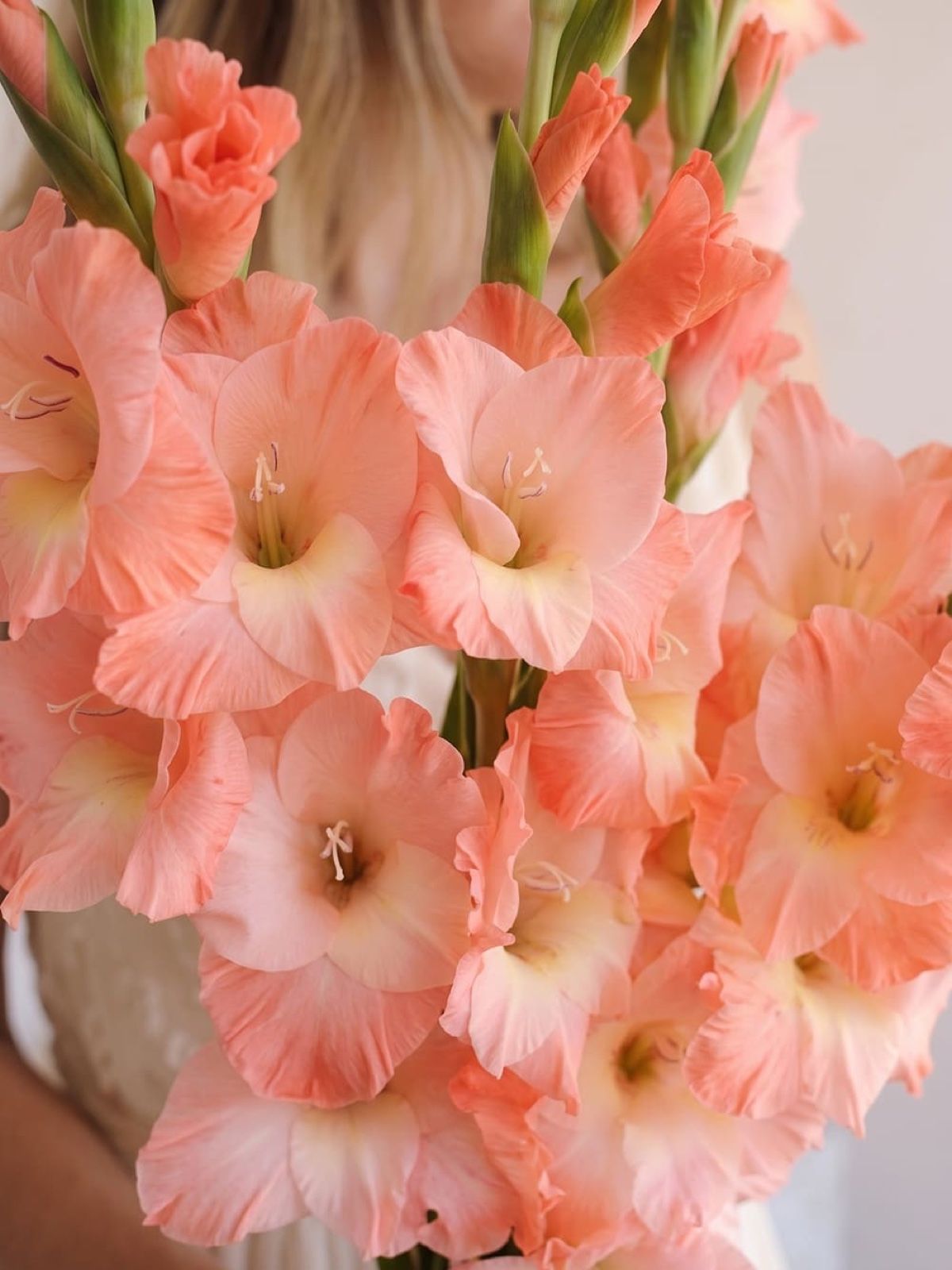 Buchet din 5 gladiole roz-corai 2